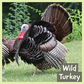 Wild Turkey